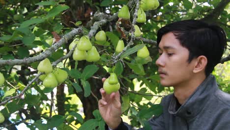 portrait-of-an-Asian-man-enjoying-a-water-apple-or-Syzygium-samarangense-from-the-tree