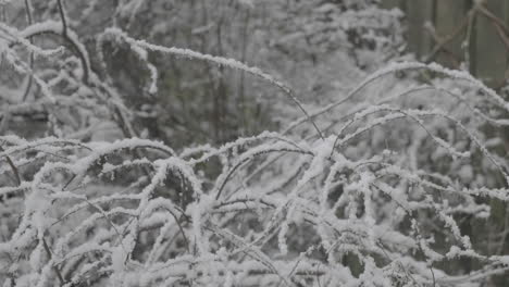 Starker-Schneefall-In-Einem-Garten-Auf-Ästen-In-West-Yorkshire