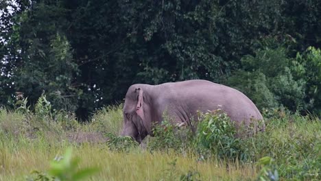 Indian-Elephant,-Elephas-maximus-indicus,-Khao-Yai-National-Park,-Thailand