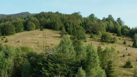 Off-Road-Track-On-Grassy-Hill-With-Evergreen-Trees-In-Radocelo-Mountain-In-Central-Serbia---Pan-Wide-Shot