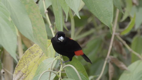 Gorgeous-male-Scarlet--Rumped-Tanager-foraging-in-the-green-tropical-canopy