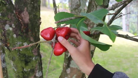 a-man's-hand-is-picking-water-apple-or-Syzygium-samarangense-from-its-fresh-tree