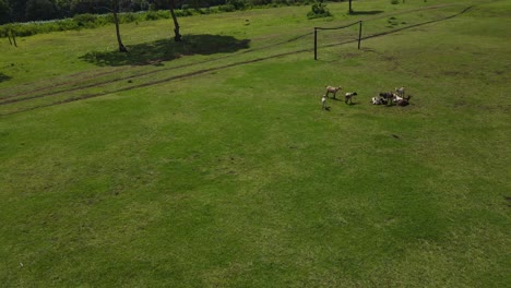 Cabra-Doméstica-De-Pie-Y-Pastando-En-Pastos-Con-Hierba-Verde-Cerca-Del-Kilimanjaro,-Kenia