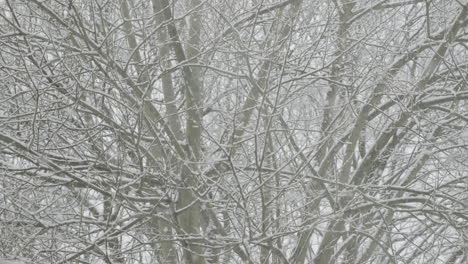 Heavy-snow-falling-in-a-garden-on-an-old-tree-in-West-Yorkshire
