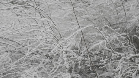 Heavy-snow-falling-in-a-garden-on-bare-branches-in-West-Yorkshire