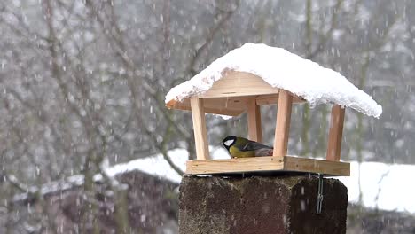 Backyard-bird-pecks-food-in-a-wooden-snow-capped-bird-feeder