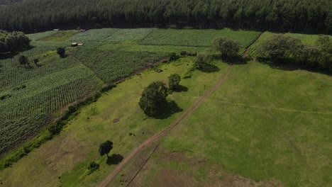 African-Landscape-With-Lush-Green-Vegetation-In-Kenya---aerial-drone-shot