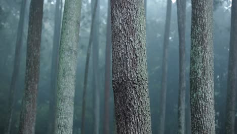 Blick-Auf-Den-Wald-Während-Des-Regens,-Mit-Nebel-Zwischen-Pinien