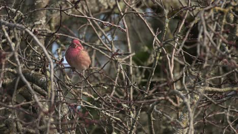Red-house-finch-sitting-in-a-blossom-tree-during-winter-in-Canada