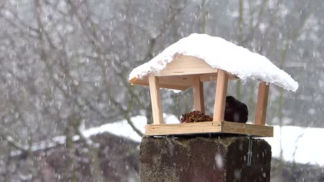 Female-common-blackbird-pecking-seeds-from-a-bird-feeder-while-it-is-snowing