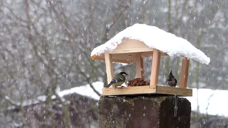 Great-tit-and-crested-tit-together-in-a-wooden-bird-feeder-in-winter-while-it-is-snowing