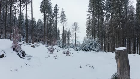 Luftaufnahme-Eines-Gefrorenen-Waldes-Mit-Schneebedeckten-Bäumen-Im-Winter,-Winterwandern-Und-Landschaft-Im-Freien