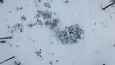 Aerial-view-of-a-frozen-forest-with-snow-covered-trees-at-winter,-winter-hiking-and-outdoor-scenery