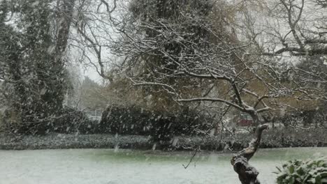 Heavy-snow-fall-on-tree-with-no-leaves-in-back-garden-Medium-Shot