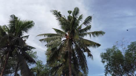 Walking-past-tall-coconut-trees-on-a-sunny-day-with-cloudy-blue-sky