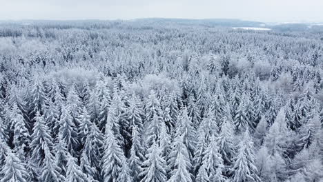 Frozen-Coniferous-Forest-Treetops-Under-Murky-Sky-Near-Froideville-In-The-Jorat-Woods,-Canton-Of-Vaud-In-Switzerland