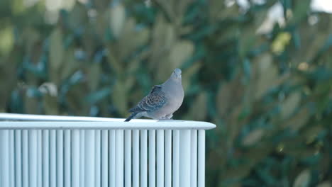 Rock-Pigeon-Sitting-On-Metal-Railings-With-Blurred-Trees-In-Background
