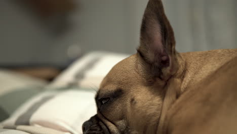 Welpe-Der-Französischen-Bulldogge,-Der-Auf-Einem-Gemütlichen-Bett-Ruht,-Gesicht-Aus-Nächster-Nähe
