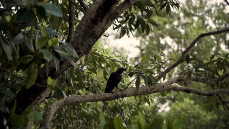House-Crow-Sitting-On-A-Tree-Branch-In-Sungei-Buloh-Wetland-Reserve,-Singapore
