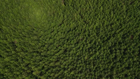 Aerial-View-Of-Lush-Green-Forest-Near-Kilimanjaro,-Kenya