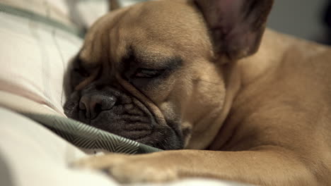 French-Bulldog-Sleeping-On-Bed.---close-up