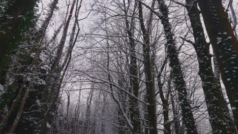 Bare-Trees-On-Snow-Covered-Field-In-The-Forest-On-A-Gloomy-Winter-Day---tilt-up
