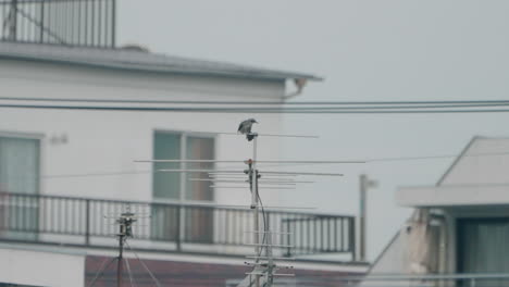 Brown-eared-Bulbul-Grooming-Itself-On-An-Antenna-on-Rooftop-Of-A-House-In-Tokyo,-Japan
