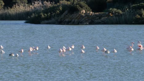 Slow-motion-close-up-shot-of-wild-flock-of-pink-flamingos-standing-in-shallow-coastal-lagoon-close-to-beach-in-Sardinia,-Italy