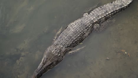 Saltwater-Crocodile-In-The-Water-In-Sungei-Buloh-Wetland-Reserve,-Singapore