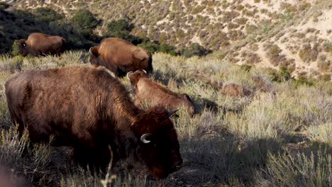 Herd-of-bison-in-the-chaparral