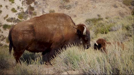 Two-bison-grazing-in-the-chaparral