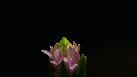 4k-Dci-Zeitraffer,-Rosafarbene-Hyazinthenblütenöffnung,-Schwarzer-Hintergrund