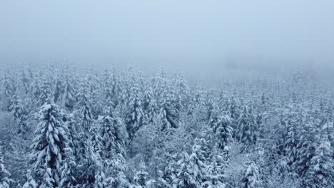 Bois-Du-Jorat---Bäume-In-Jorat-wäldern,-Die-Im-Nebligen-Winter-In-Der-Nähe-Der-Stadt-Lausanne,-Waadt,-Schweiz,-Mit-Schnee-Bedeckt-Sind