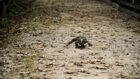 Malayan-Water-Monitor-Lizard-Crawling-On-A-Long-Rocky-Trail-In-Sungei-Buloh-Wetland-Reserve,-Singapore