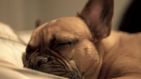 Sleeping-on-a-couch-brown-french-bulldog-puppy-opens-eyes,-head-close-up-on-blurred-background