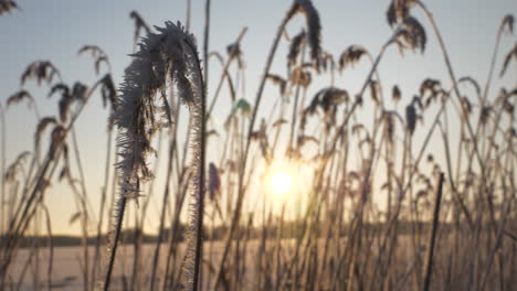Detail-shot-of-frozen-reed-in-winter-season-with-sunshine-and-reeds-in-background