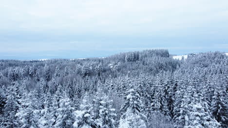 Fly-By-Dense-Spruce-Treetops-Against-Overcast-Sky-During-Winter-Near-Froideville-In-Canton-Of-Vaud,-Switzerland