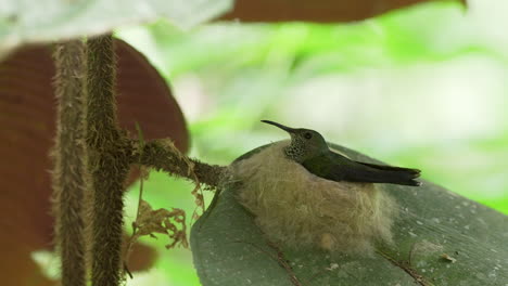 Tiny-female-White-Necked-Jacobin-hummingbird-incubating-eggs-on-delicate-woven-silk-nest,-wide-static-shot