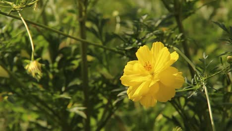 close-up-of-cosmos-caudatus-or-yellow-ray-flower-in-garden