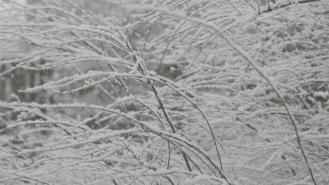 crisp-focused-shot-of-snow-on-small-branches-todmorden-real-time-footage