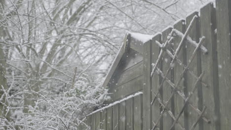 Snow-falling-in-a-front-of-a-shed,-in-a-traditional-English-garden-in-west-Yorkshire