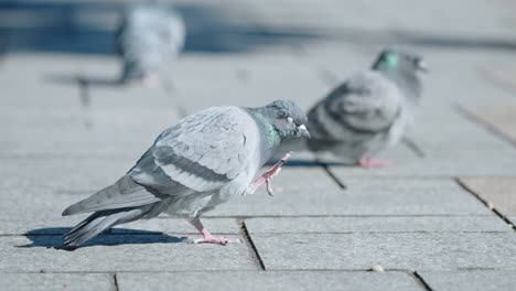 Flock-Of-Rock-Dove-Standing-And-Basking-On-A-Sunny-Day-In-City-Of-Tokyo,-Japan