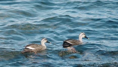 Pair-Of-Eastern-Spot-Billed-Ducks-Floating-On-Blue-Ocean-Near-Seashore-During-Daytime-In-Tokyo,-Japan