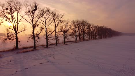 Flying-over-a-snow-covered-field-towards-a-dirt-road-lined-with-poplar-trees-and-the-warm-rising-sun
