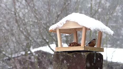 Niedlicher-Eurasischer-Kleiber-Fliegt-In-Einen-Vogelhäuschen,-Um-Sich-Im-Winter-Zu-Ernähren