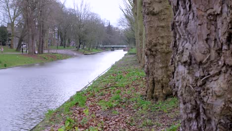 Tree-lined-canal-in-Utrecht,-the-Netherlands,-with-gently-flowing-water-and-beautiful-old-gnarled-trees-with-thick-bark