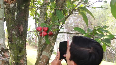 portrait-of-an-Asian-man-photographing-a-water-apple-or-Syzygium-samarangense-from-its-fresh-tree
