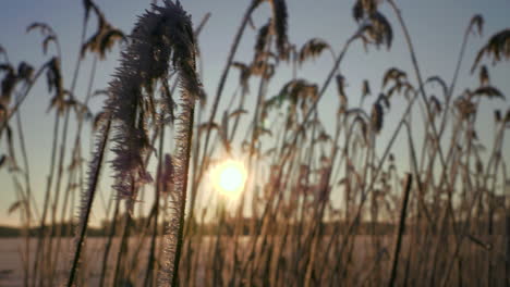 Golden-sun-rises-over-dry-grass-field-with-shining-ice-crystals-on-cold-morning