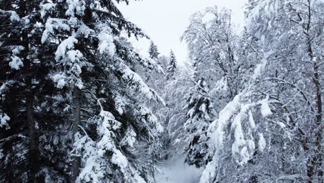 Die-Schneebedeckten-üppigen-Bäume-Im-Wald-Der-Schweiz-Im-Winter---Luftaufnahme
