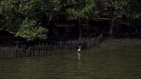 Little-Egret-Walking-Along-Woods-In-A-Mangrove-Swamp-At-Sungei-Buloh-Wetland-Reserve-In-Singapore